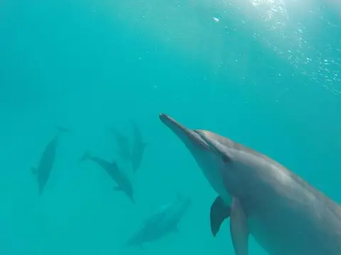 Danse avec les Dauphins